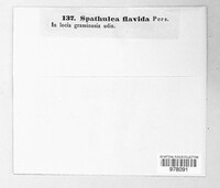 Spathularia flavida image